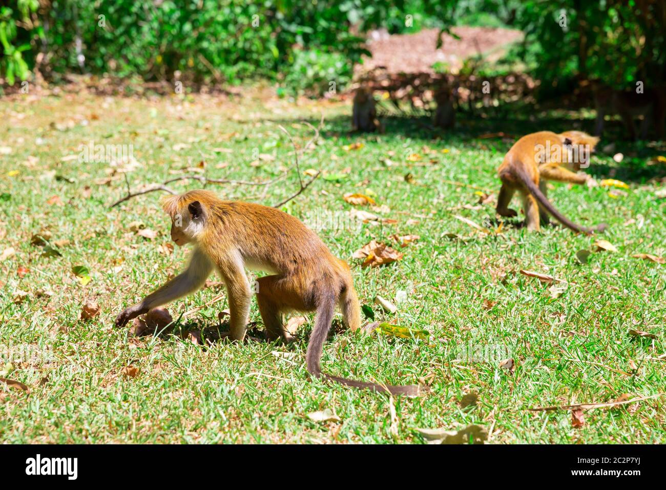Affen auf der Suche nach Nahrung in tropischen Fauna auf Ceylon. Makaken auf Sri Lanka. Widlife Szene, Asien Stockfoto