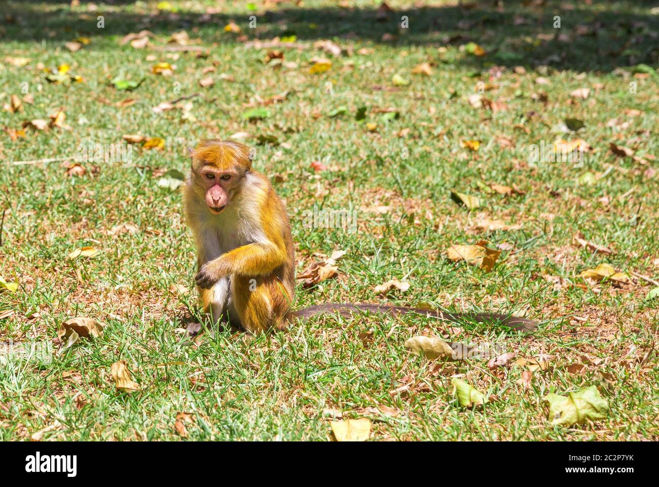 Affe in tropischen Fauna auf Ceylon, junge Makaken. Widlife Szene, Asien Stockfoto