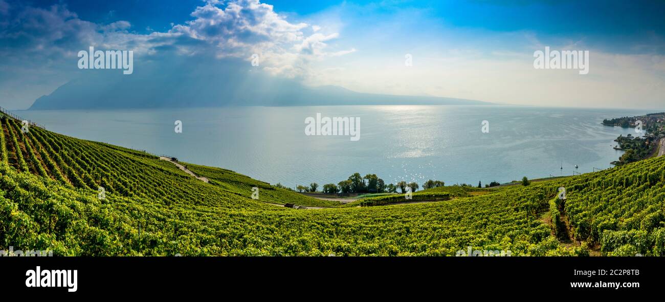 Weinberge der Lavaux-Region über dem See Leman bei Vevey. UNESCO-Weltkulturerbe. Schweiz Stockfoto