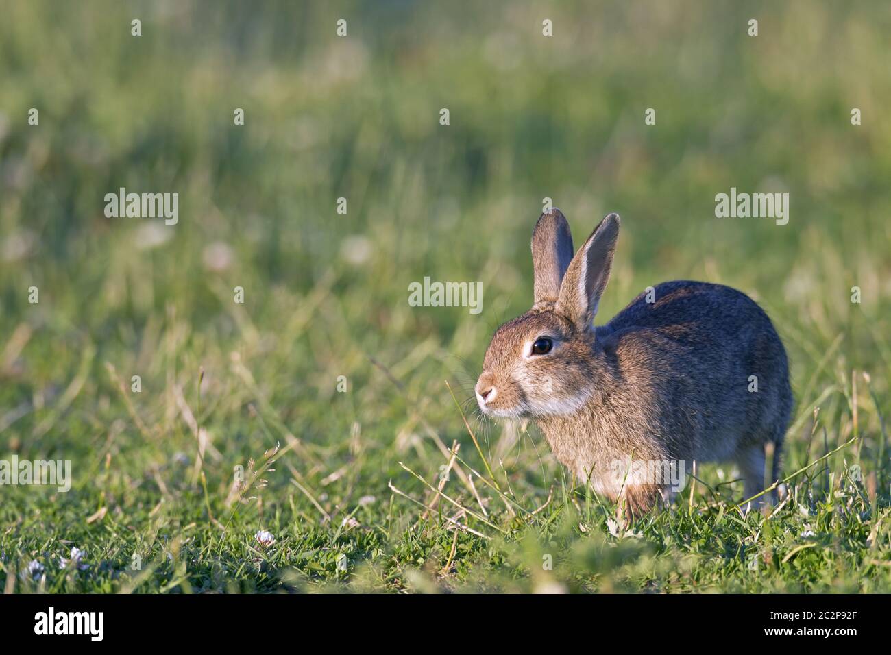 Europäisches Kaninchen-Kit auf einer Wiese Stockfoto