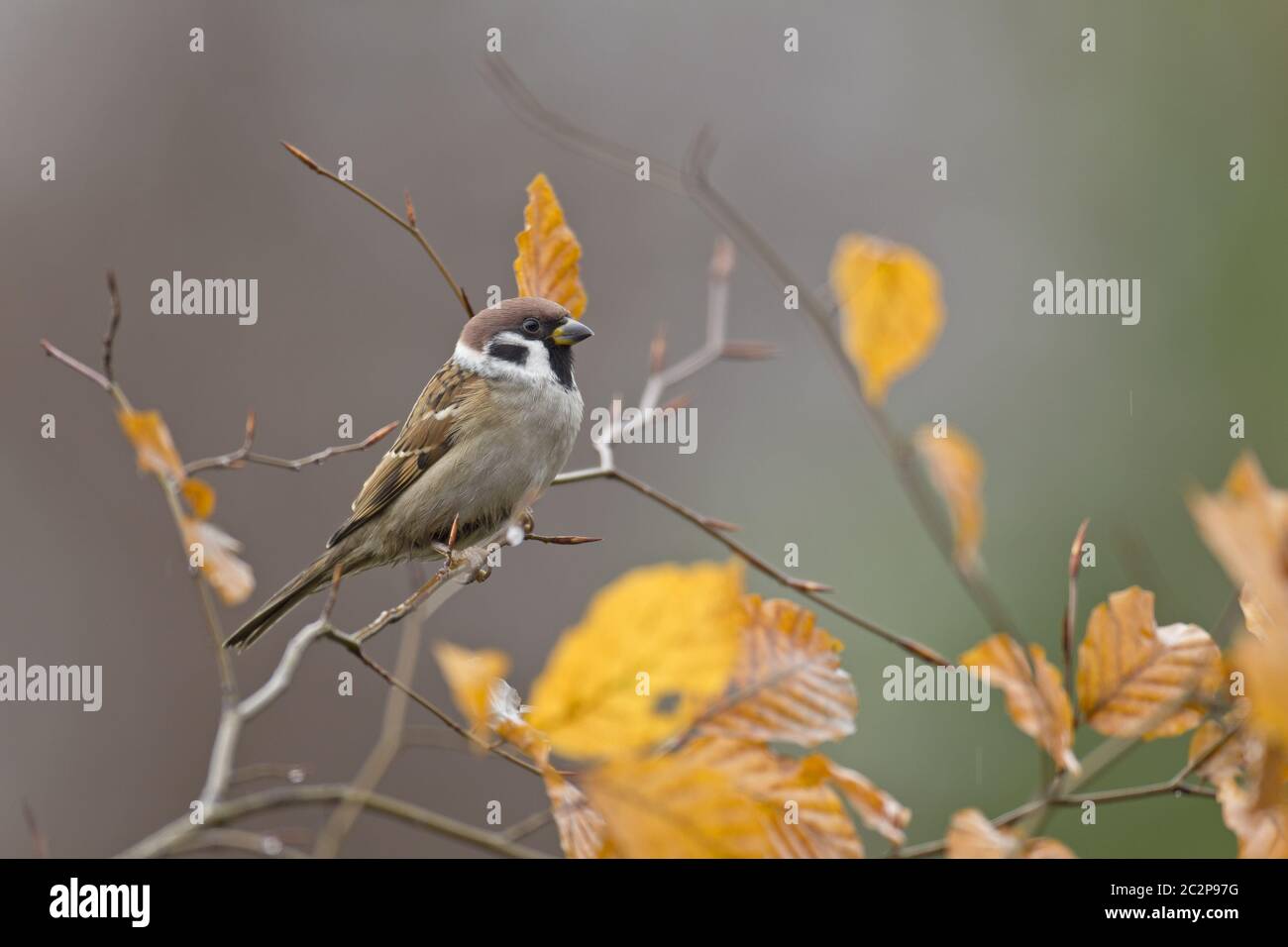 Eurasische Tree Sparrow Stockfoto
