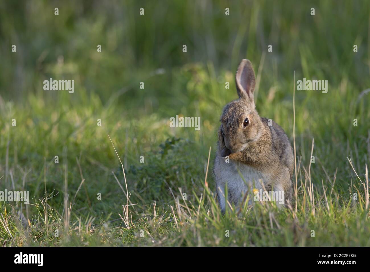 Europäisches Kaninchen auf einer Wiese Stockfoto