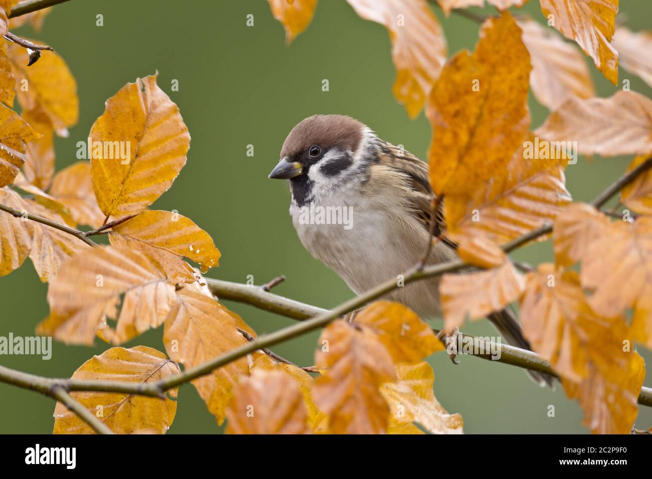 Eurasische Tree Sparrow Stockfoto