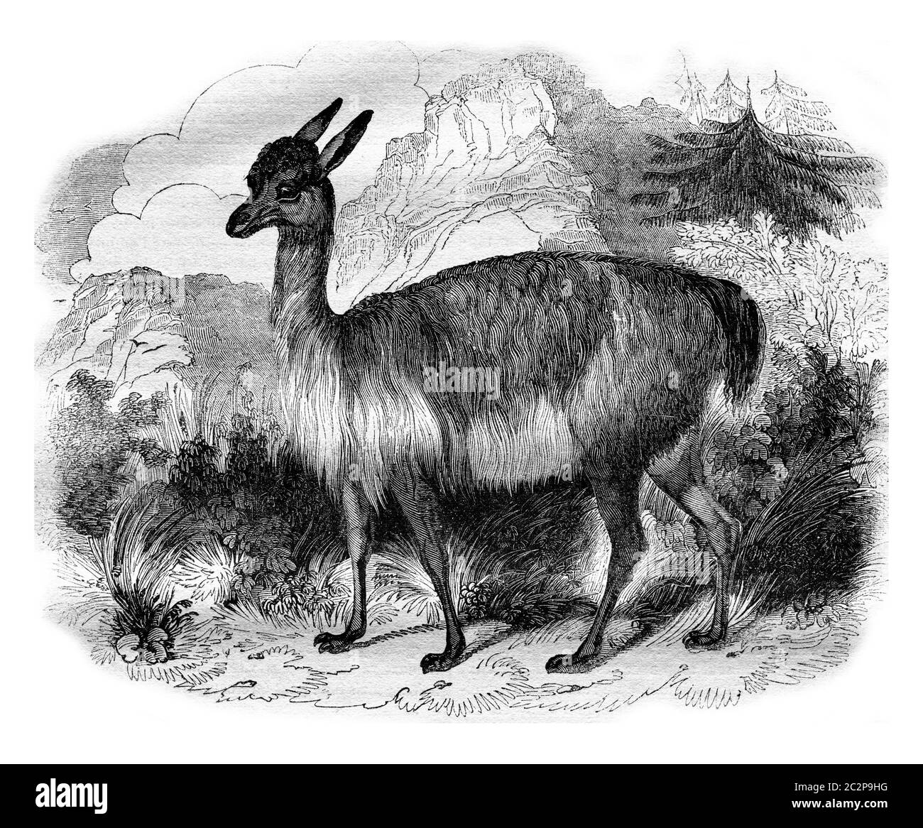 Die Vicuna, Vintage-Grafik. Magasin Pittoresque 1836. Stockfoto Die Vicuna, Vintage-Grafik. Magasin Pittoresque 1836. Stockfoto