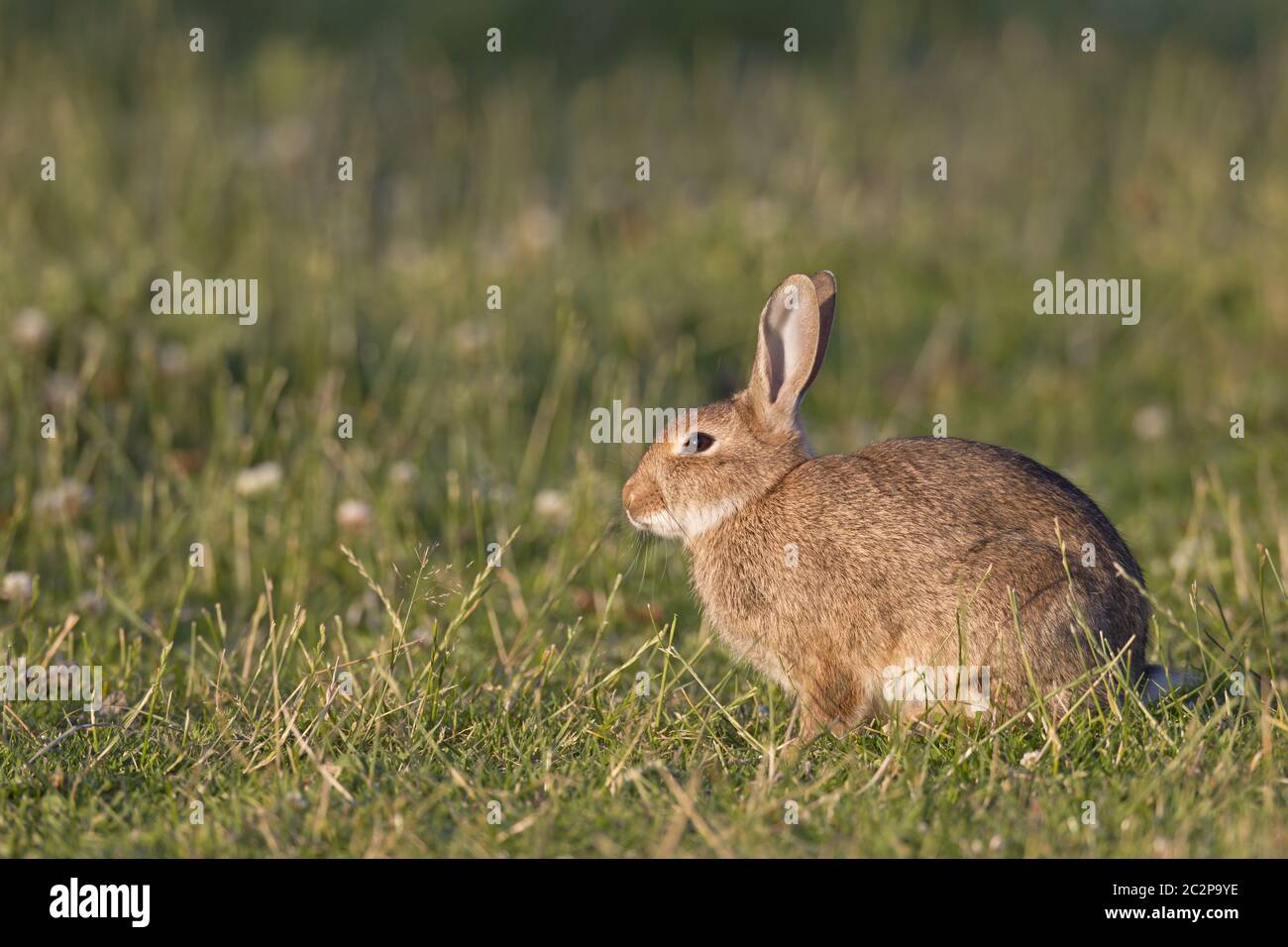 Europäisches Kaninchen auf einer Wiese Stockfoto