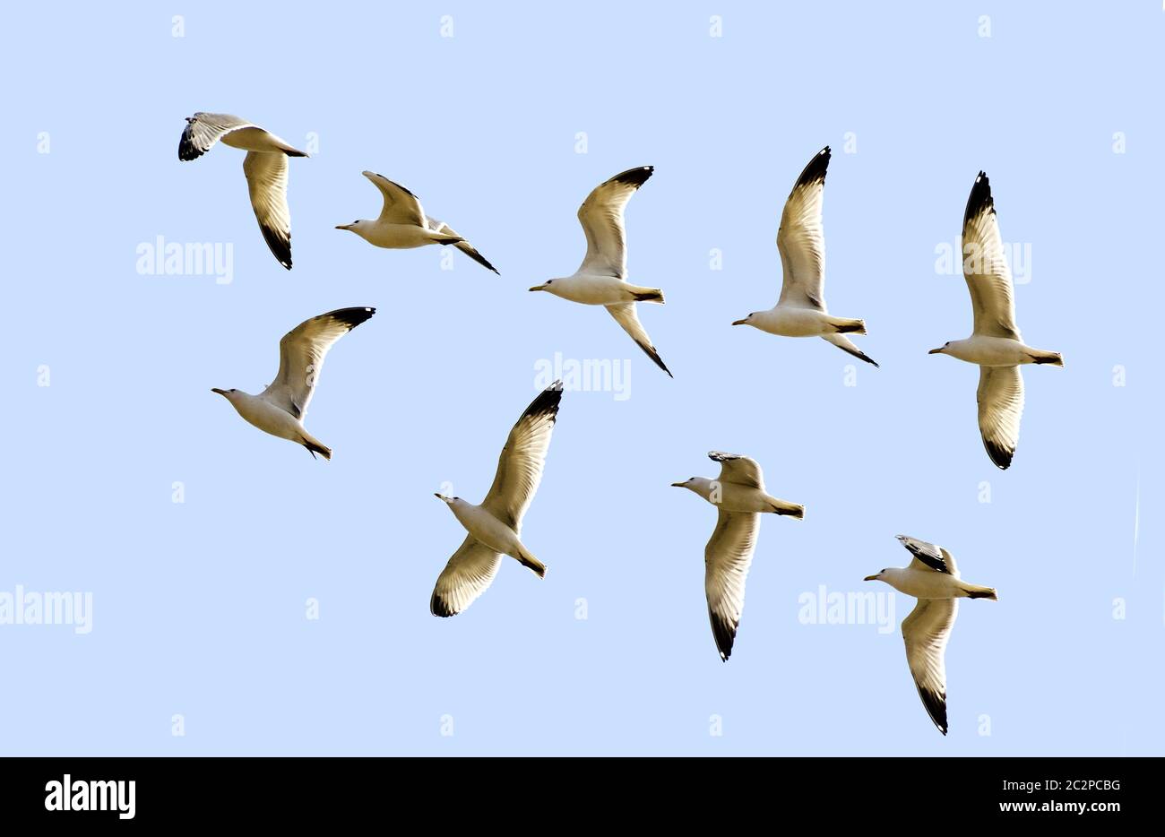 Flug der Möwen Stockfoto