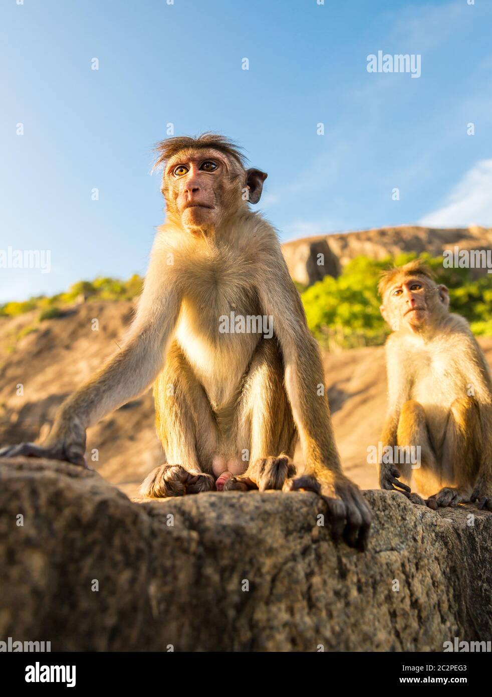 Affen auf Sri Lanka, Essen Diebe auf Ceylon. Makaken in Widlife Szene, Asien Stockfoto
