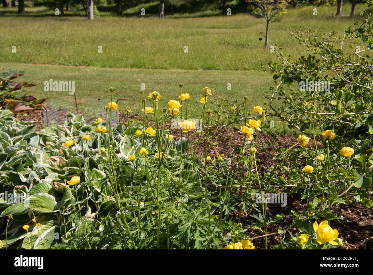 Sommer blühende leuchtend gelbe chinesische Globeflower Pflanze (Trollius chinensis) wächst in einem Country Cottage Garden in Rural Devon, England, UK Stockfoto