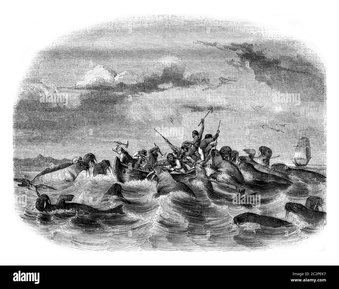Kampf gegen Matrosen Walrosse, Vintage gravierte Illustration. Magasin Pittoresque 1843. Stockfoto