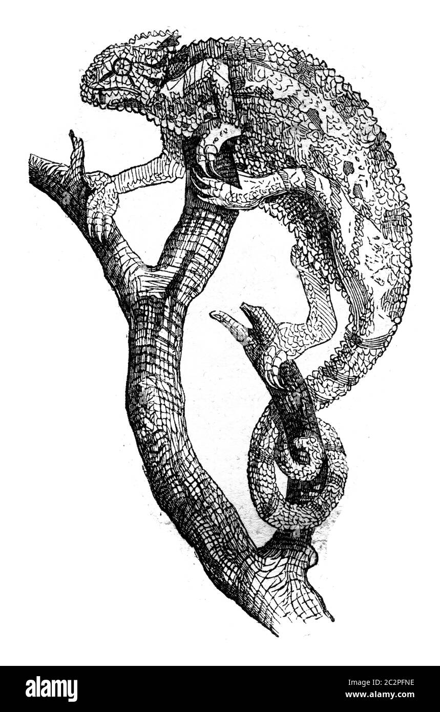 Chameleon, Vintage gravierte Illustration. Magasin Pittoresque 1845. Stockfoto