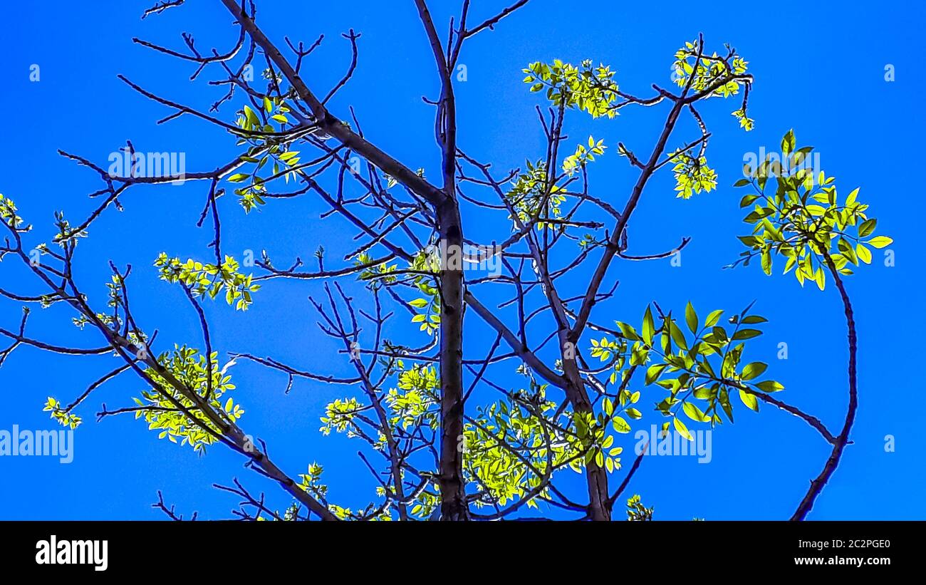 Grüne Blätter und Zweige über Blue Sky Hintergrund Stockfoto