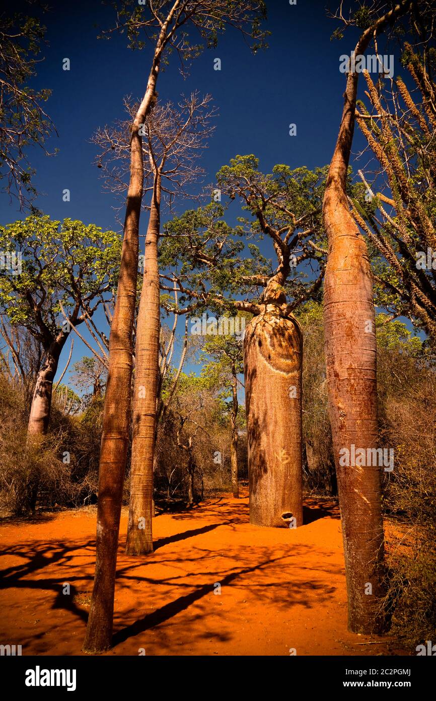 Landschaft mit Adansonia rubrostipa aka fony baobab Baum in Reniala Reserve, Toliara, Madagaskar Stockfoto