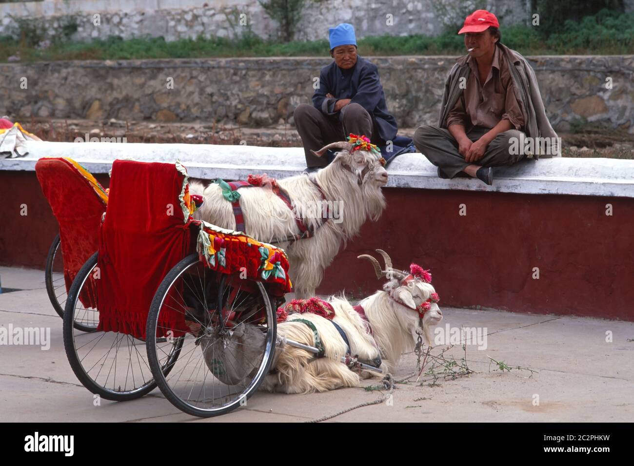 Cashmere Ziegenkarren in der Inneren Mongolei Autonome Region gezogen. China Stockfoto