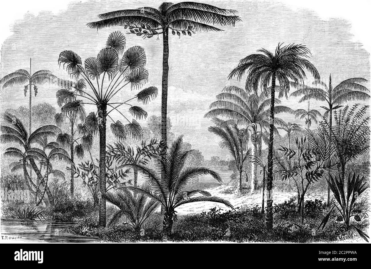 Palme des Ucayali Amazonas, Vintage gravierte Illustration. Le Tour du Monde, Travel Journal, (1865). Stockfoto