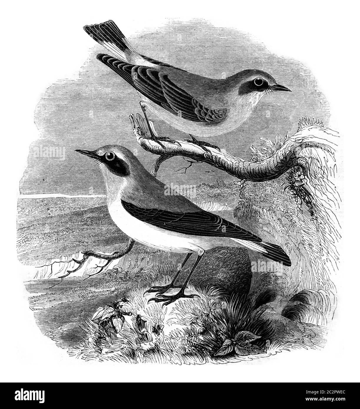 Wheatear, männlich und weiblich, Motacilla oenanthe, Vintage graviert Illustration. Magasin Pittoresque 1852. Stockfoto