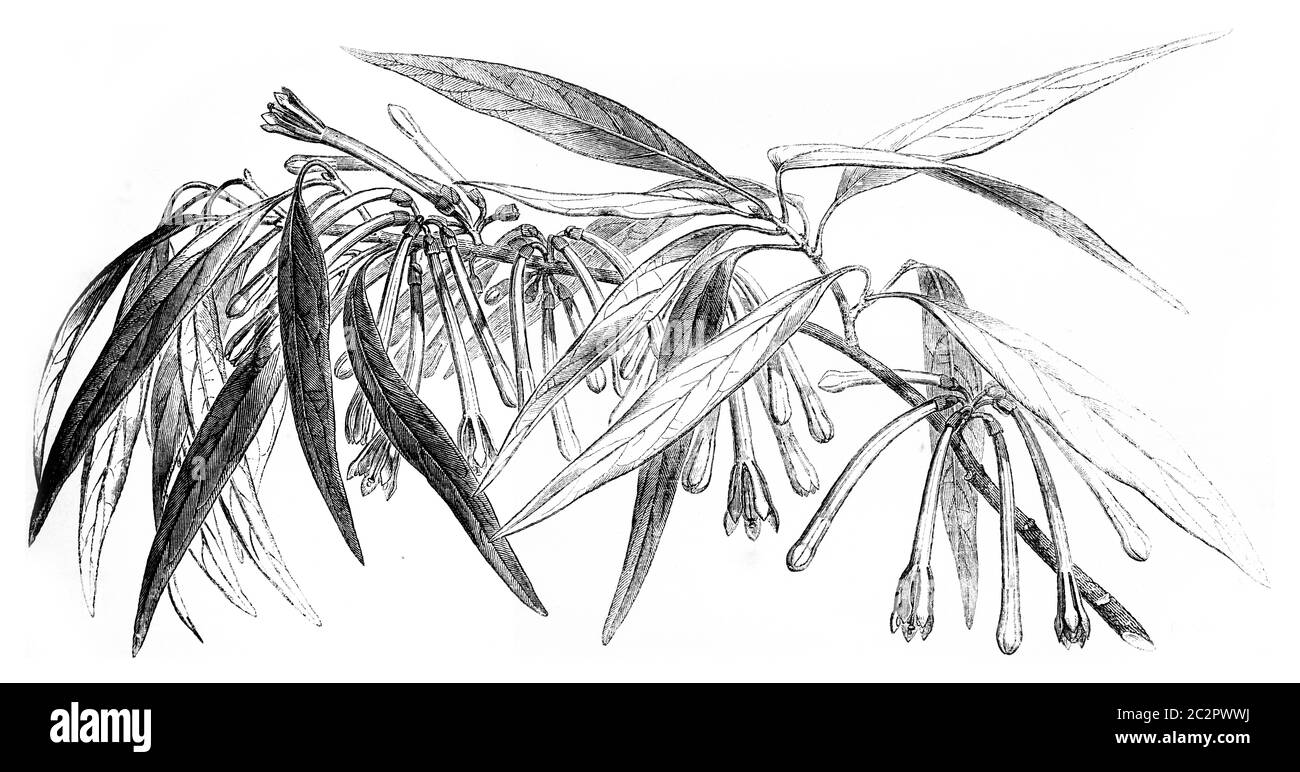 Loranthus Macrosolen, Illustration mit Weinlese. Le Tour du Monde, Travel Journal, (1865). Stockfoto
