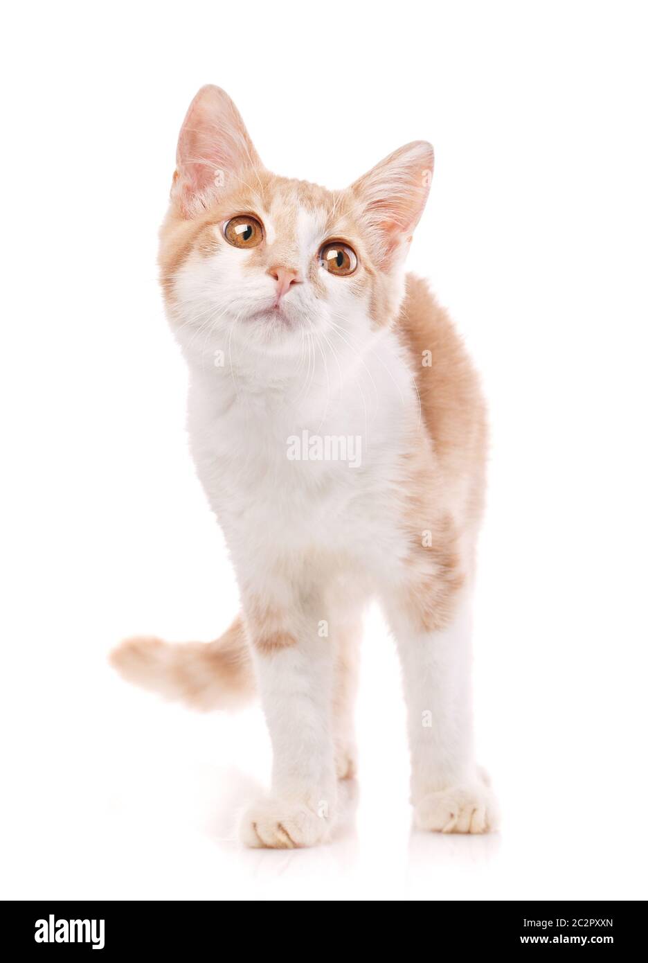 Nahaufnahme orange Katze wegschauen. Isoliert auf weißem Hintergrund Stockfoto