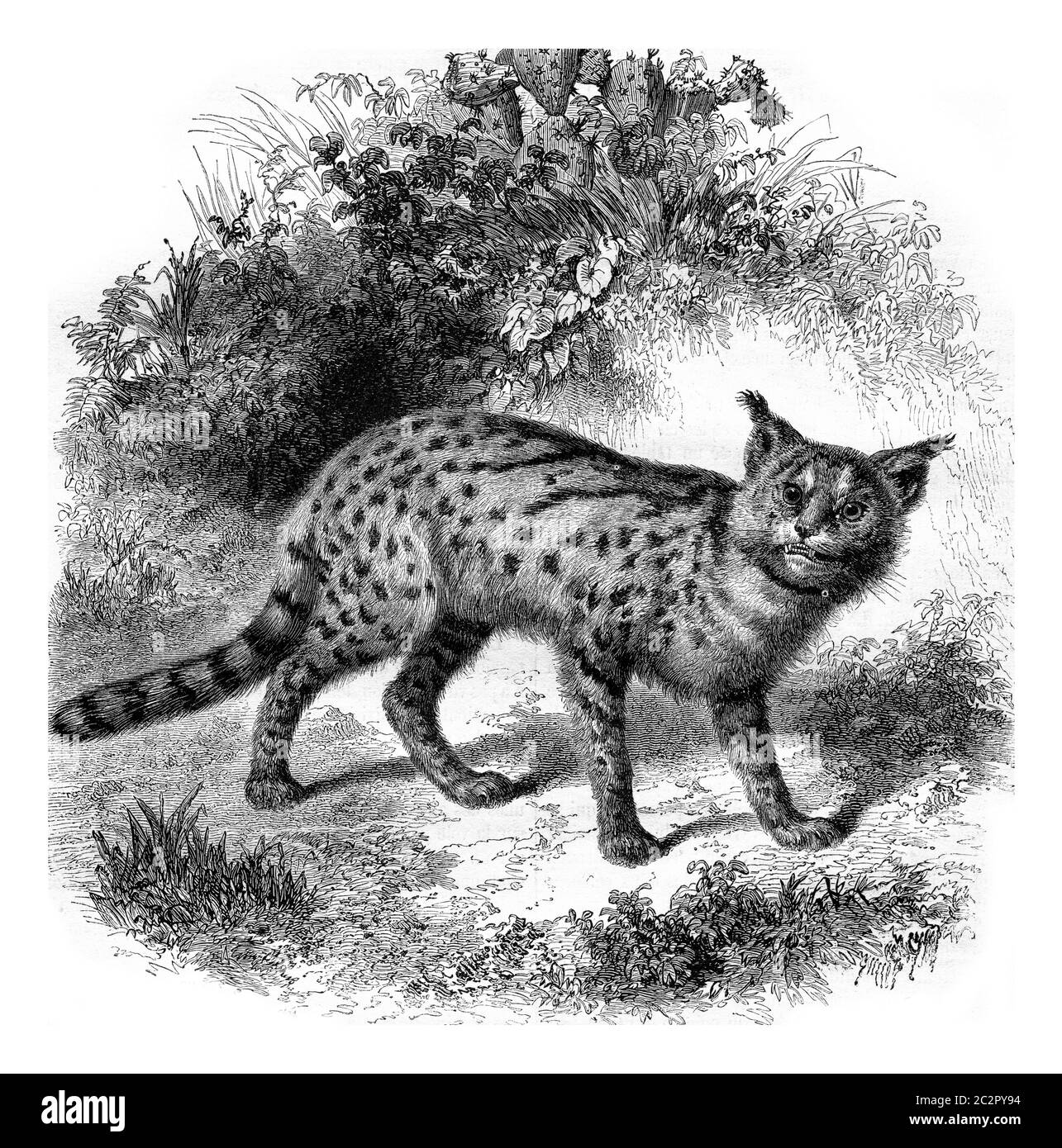 Zoo Marseille, die Servalkatze, Vintage gravierte Illustration. Magasin Pittoresque 1857. Stockfoto