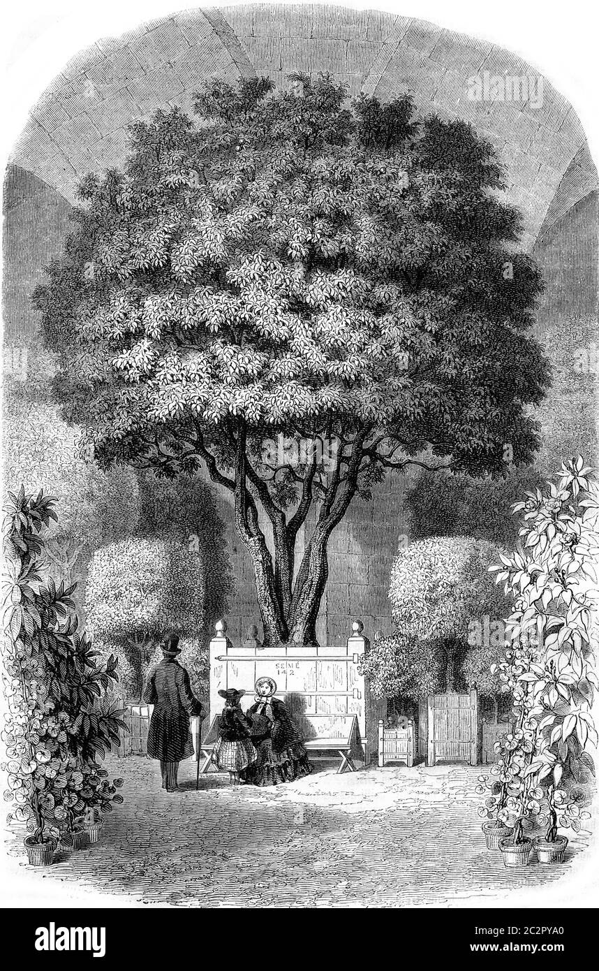Die älteste von Orange France, Orangerie von Versailles, Vintage gravierte Illustration. Magasin Pittoresque 1857. Stockfoto