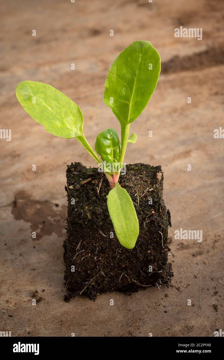 Einzelner Sämling von Beta vulgaris, Sorte Fordhook Giant in einem kleinen Bodenblock gewachsen und bereit, auszupflanzen. Stockfoto