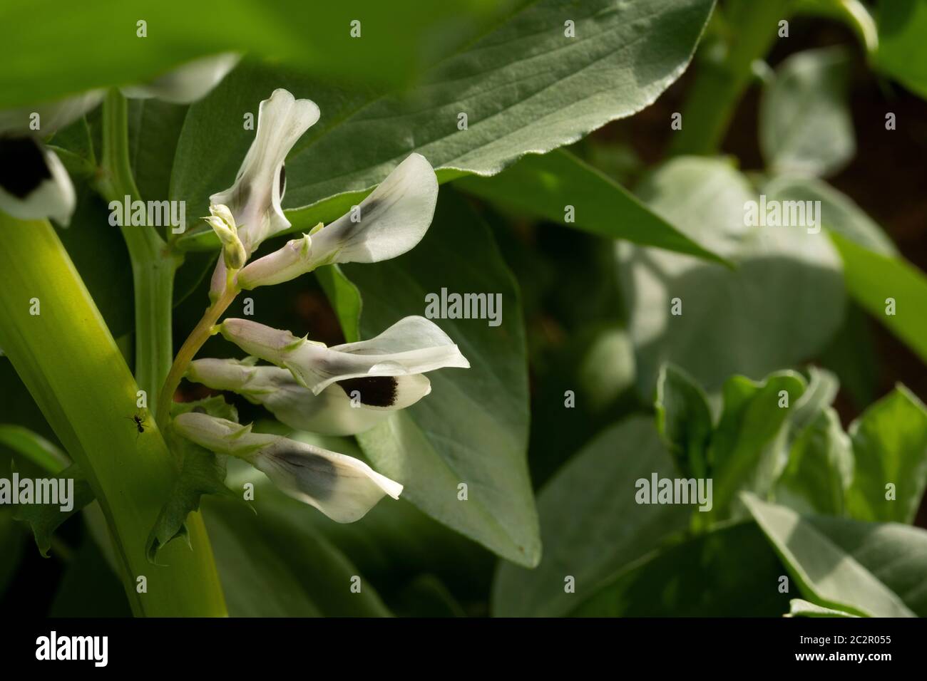 Nahaufnahme von Blumen auf einer jungen, breiten Bohnenpflanze, umgeben von üppigem grünem Laub. Stockfoto