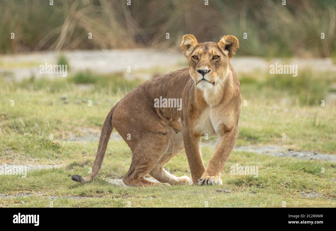 Eine Erwachsene Löwin, die in Ndutu Tansania wachsam aussieht Stockfoto