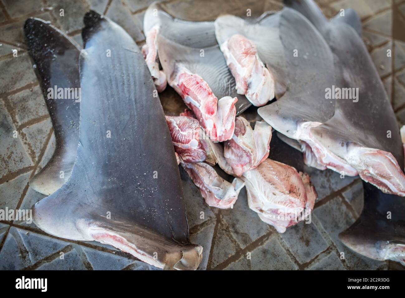 Haie Fins aus illegaler Fischerei, bedrohte Arten. Stockfoto