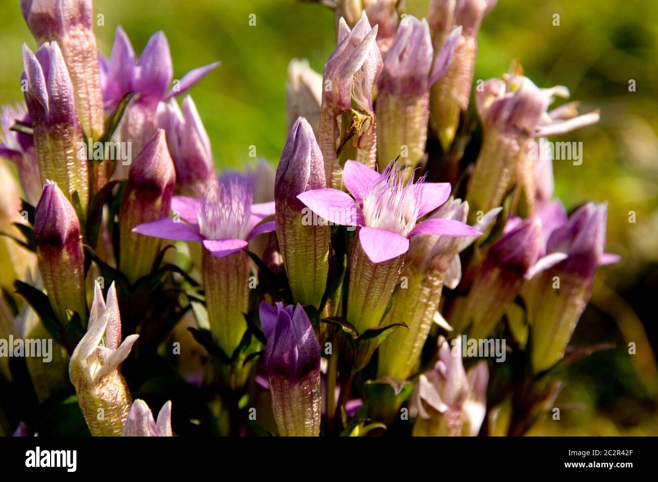 Nahaufnahme der seltenen chiltern Enzian (Gentanella Germanica) Stockfoto