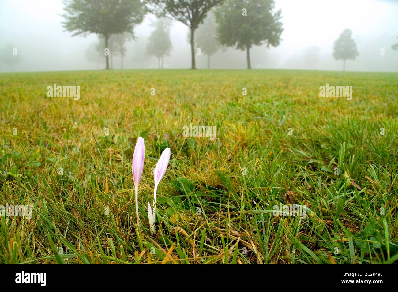 Zwei Herbstcrocuses auf einer frisch gemähten Wiese. Mit Platz für Kopie. Stockfoto