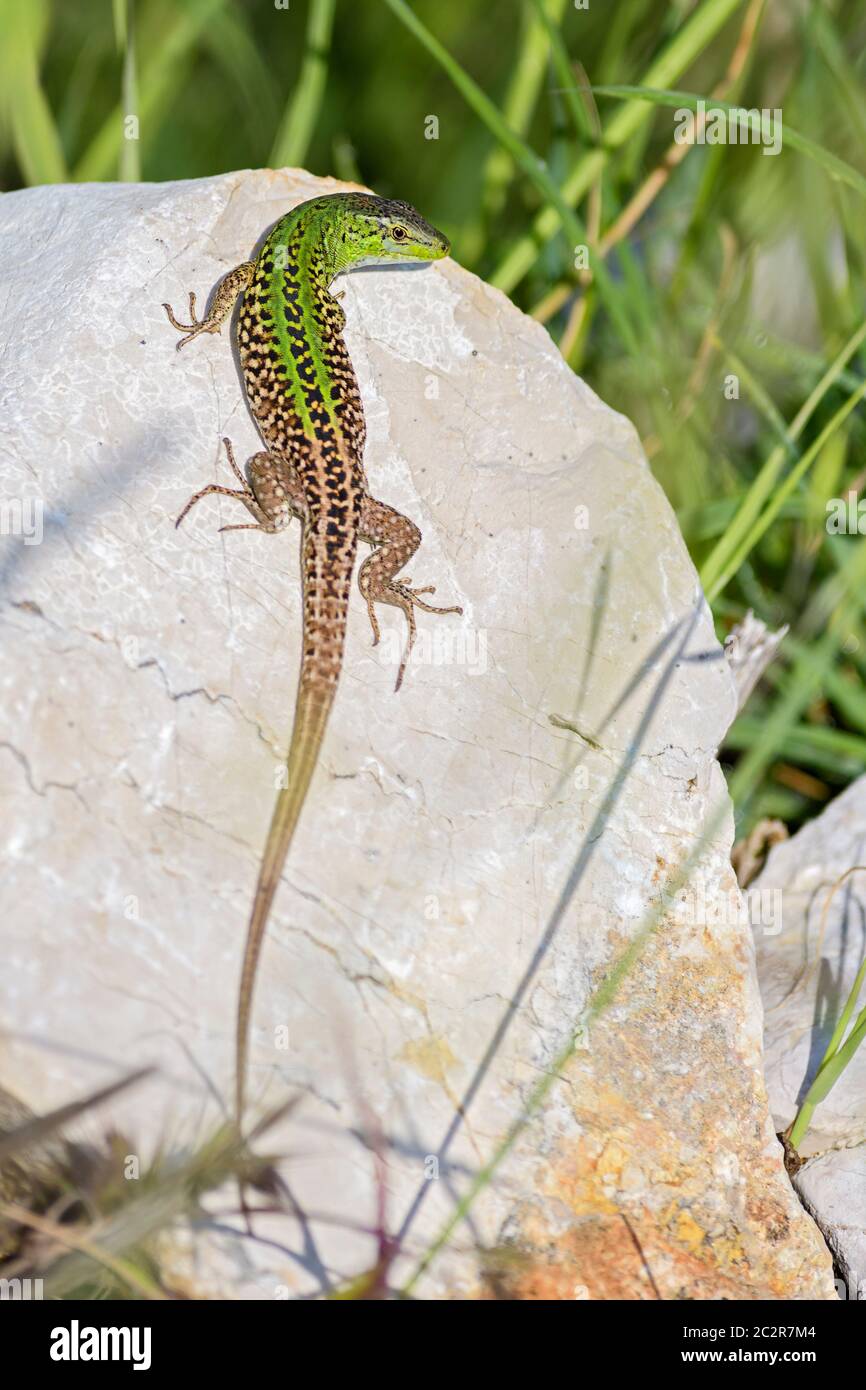 Grüne Eidechse - Lacerta viridis, Kroatien, schöne kleine Eidechse aus europäischen Wiesen und Wiesen, Insel Pag, Kroatien, Europa. Stockfoto