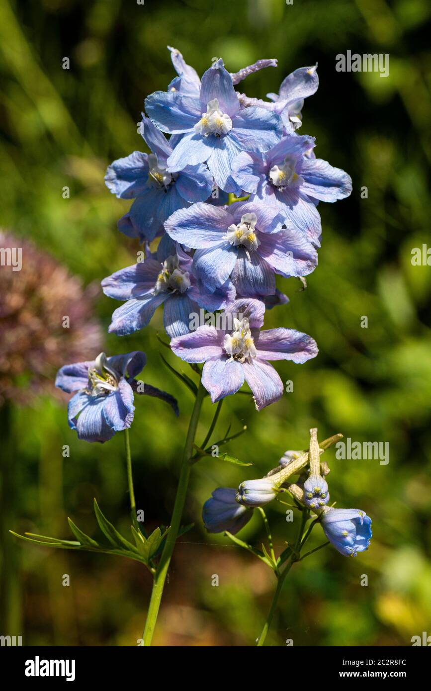 Die Blumen eines Delphiniums 'Cliveden Beauty' Stockfoto