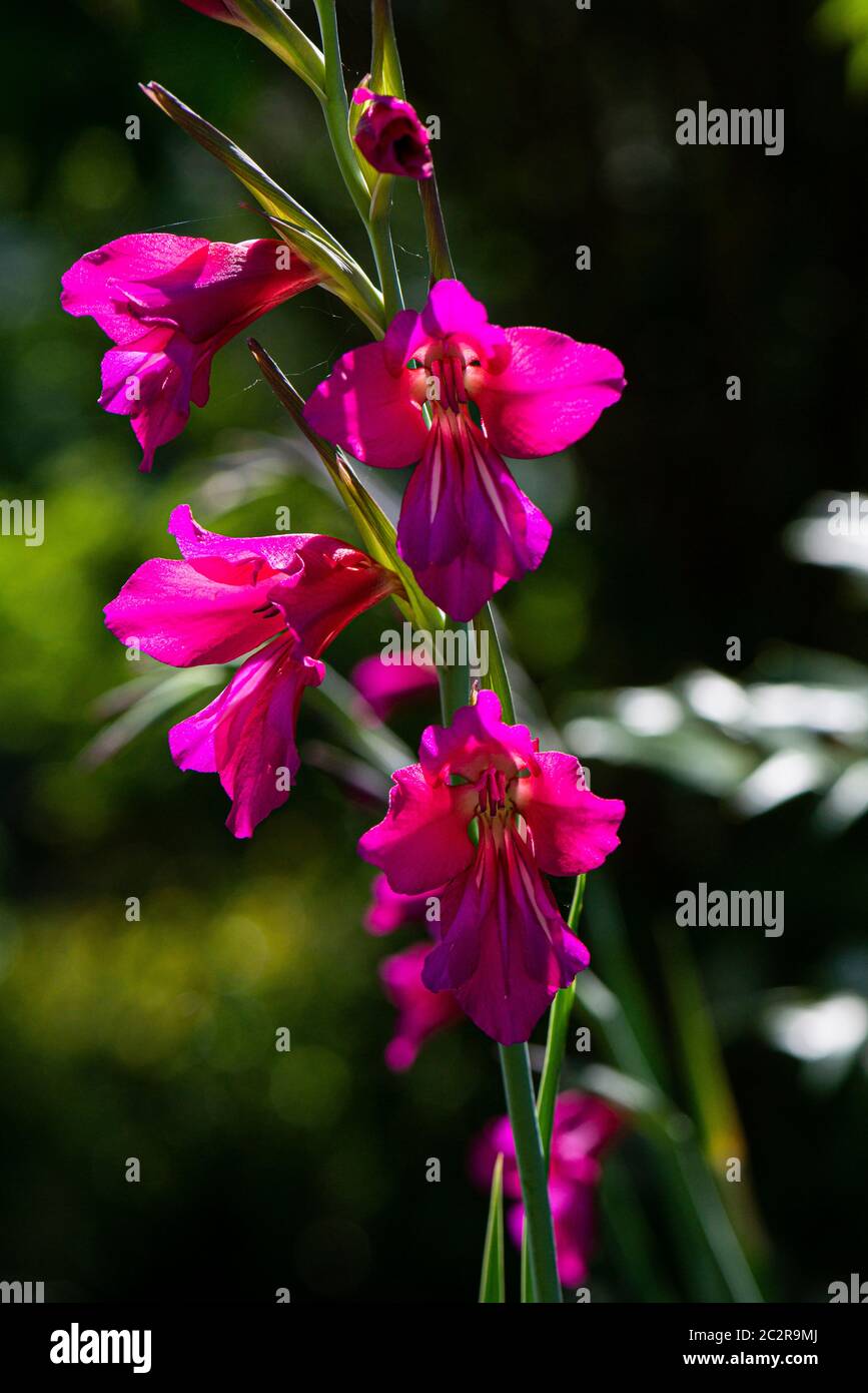 Die Blumen einer gemeinsamen Maisfahne (Gladiolus communis) Stockfoto