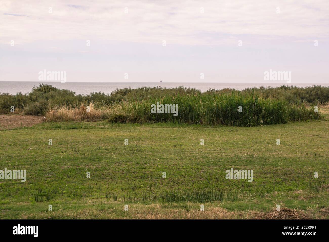 Sizilianische Südküste Vegetation bei Marina di Butera Stockfoto