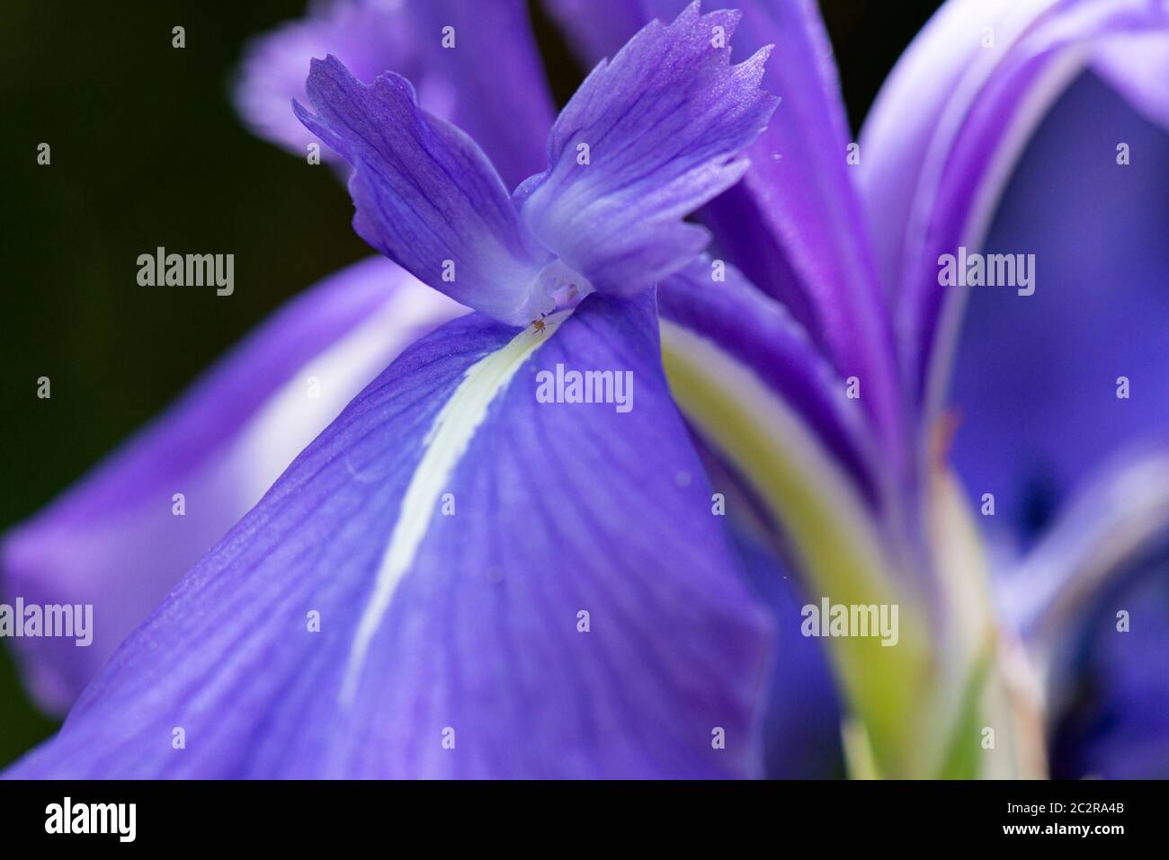 Eine Nahaufnahme der Blüte einer bunten japanischen Iris (Iris laevigata 'Variegata') Stockfoto