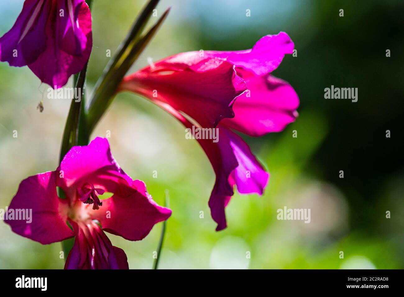 Die Blumen einer gemeinsamen Maisfahne (Gladiolus communis) Stockfoto