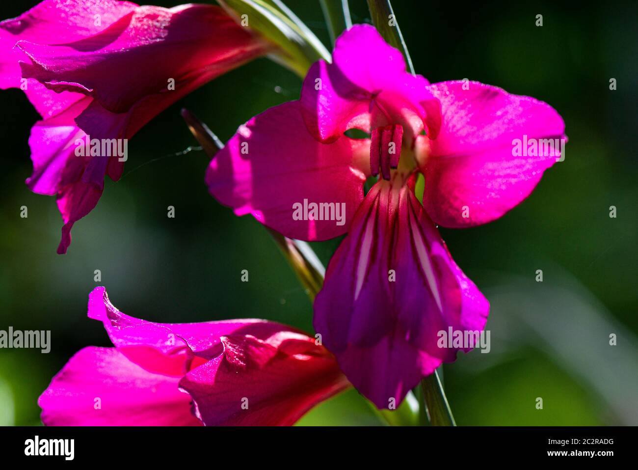 Die Blumen einer gemeinsamen Maisfahne (Gladiolus communis) Stockfoto