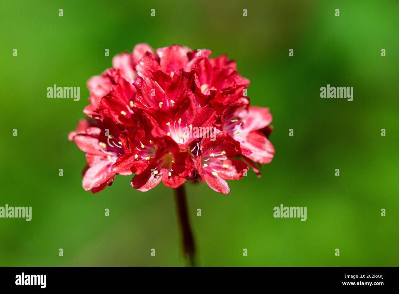 Die Blume einer großen Sparfüße 'Ballerina Red' (Armeria pseudarmeria 'Ballerina Red') Stockfoto