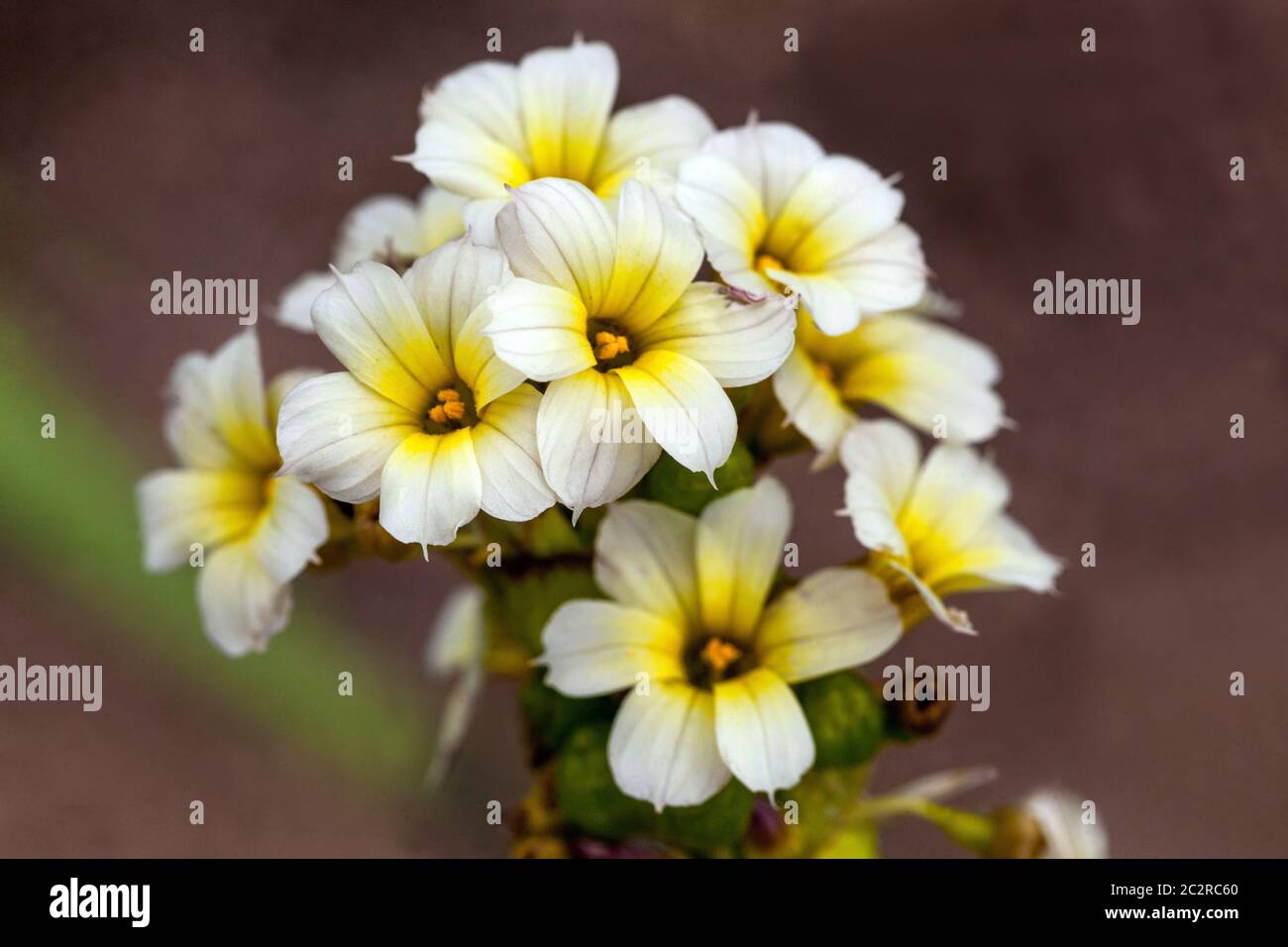 Sisyrinchium striatum close up Blume Stockfoto