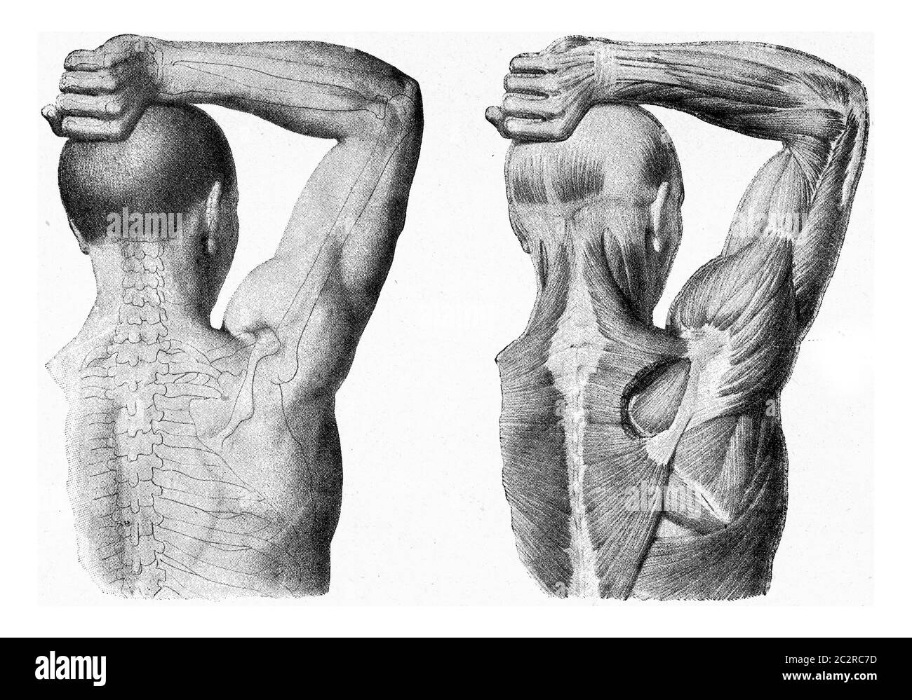 Die Muskeln des Armes der Hand des Mannes angehoben, vintage graviert Illustration. Aus dem Universum und der Menschheit, 1910. Stockfoto