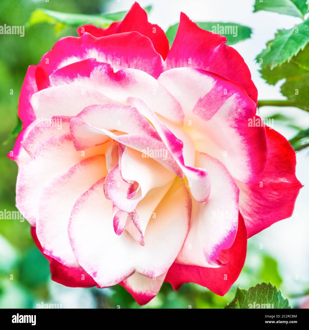 Hybrid Tea Rose 'Double Delight' - die Königin unter zweifarbigen Rosen. Die Mitte der Blume ist cremeweiß mit einem Himbeer-roten Rand um den Rand Stockfoto