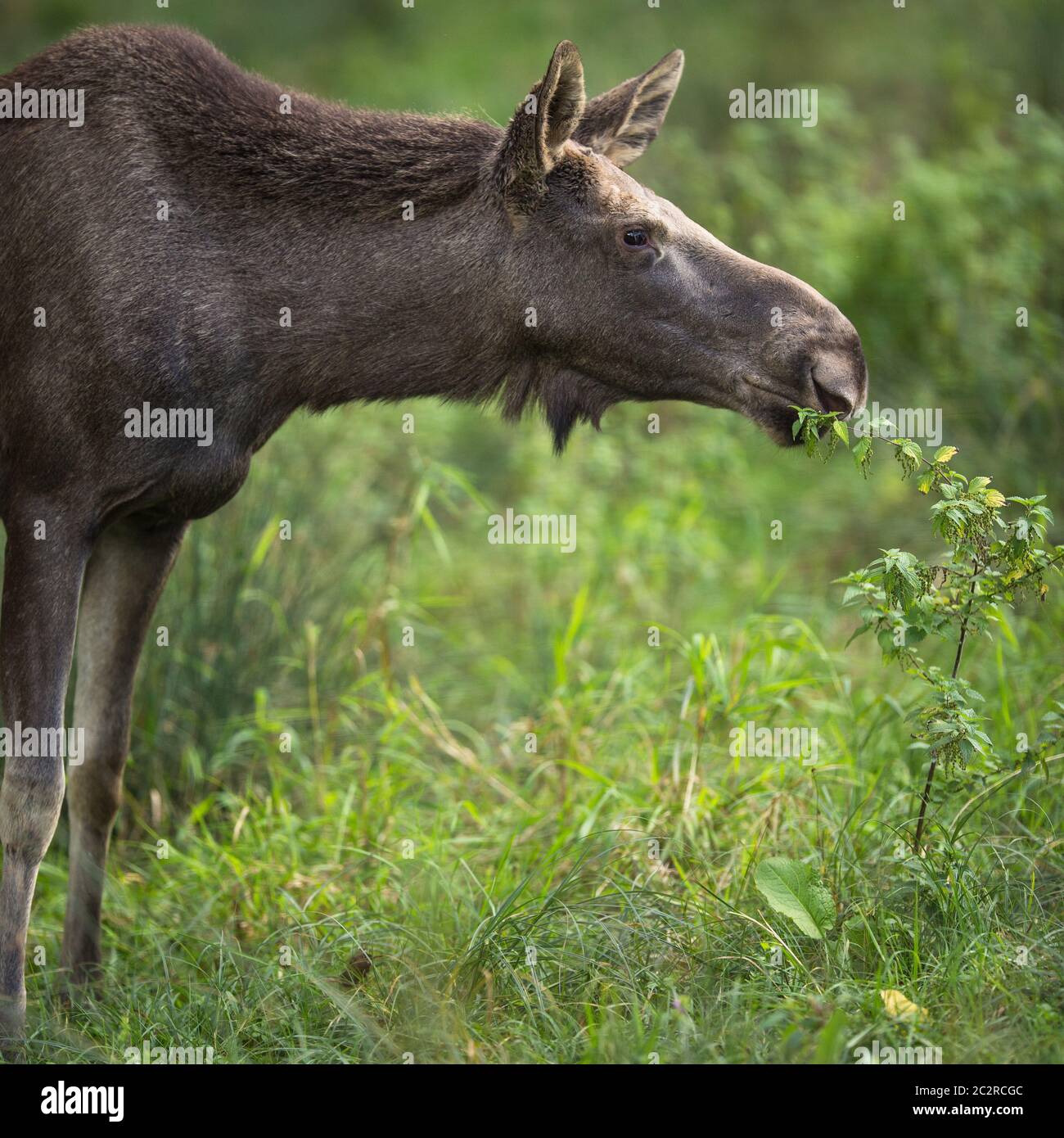 Europäischen Elch, Alces alces, auch als der Elch bekannt Stockfoto