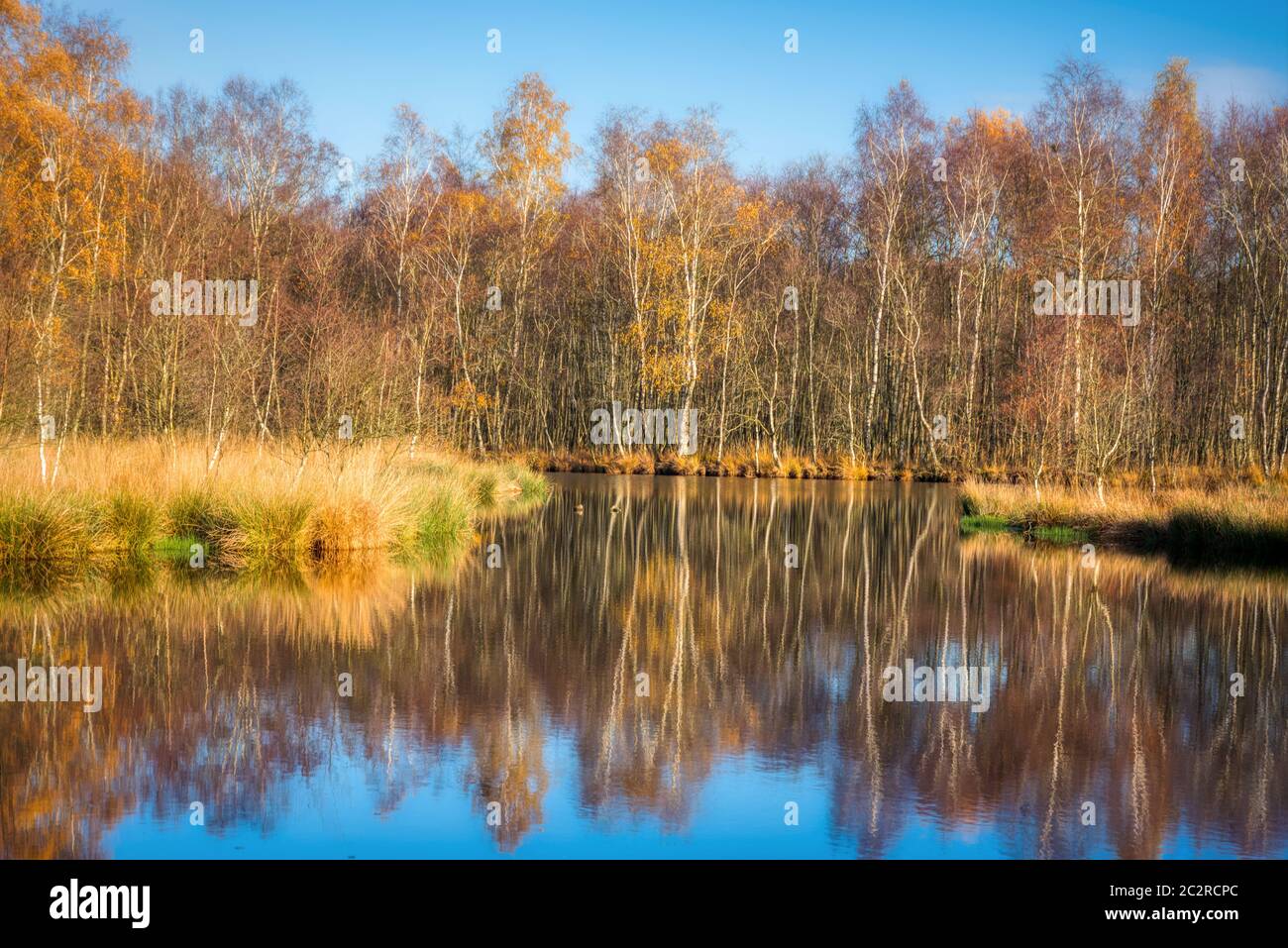 Kaltenhofer Moor in Schleswig-Holstein in Deutschland Stockfoto