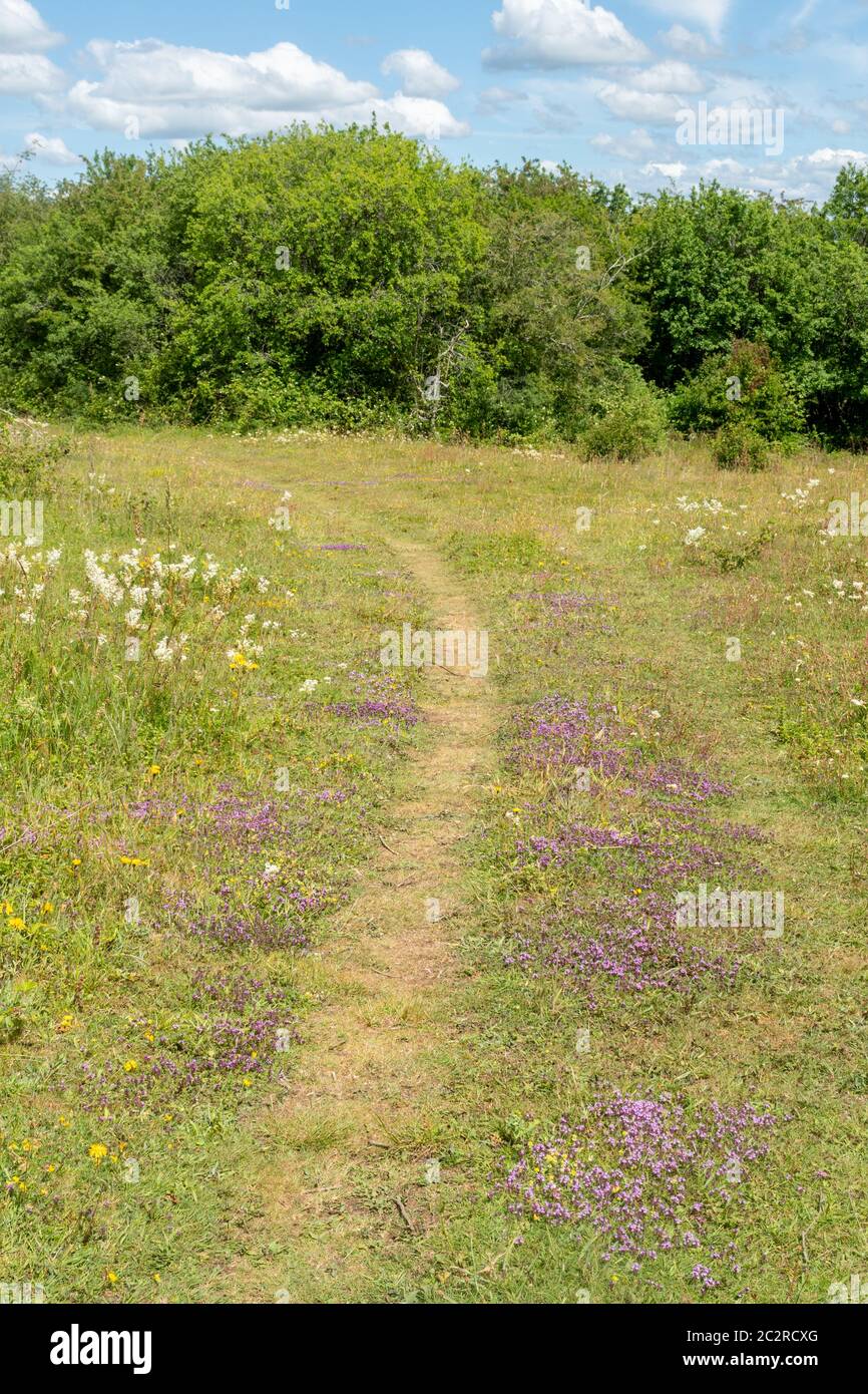 Kreide-Unterland-Wildblumen oder Flora in Stockbridge Down, Hampshire, Großbritannien, einschließlich wilder Thymian (Thymus polytrichus) Stockfoto