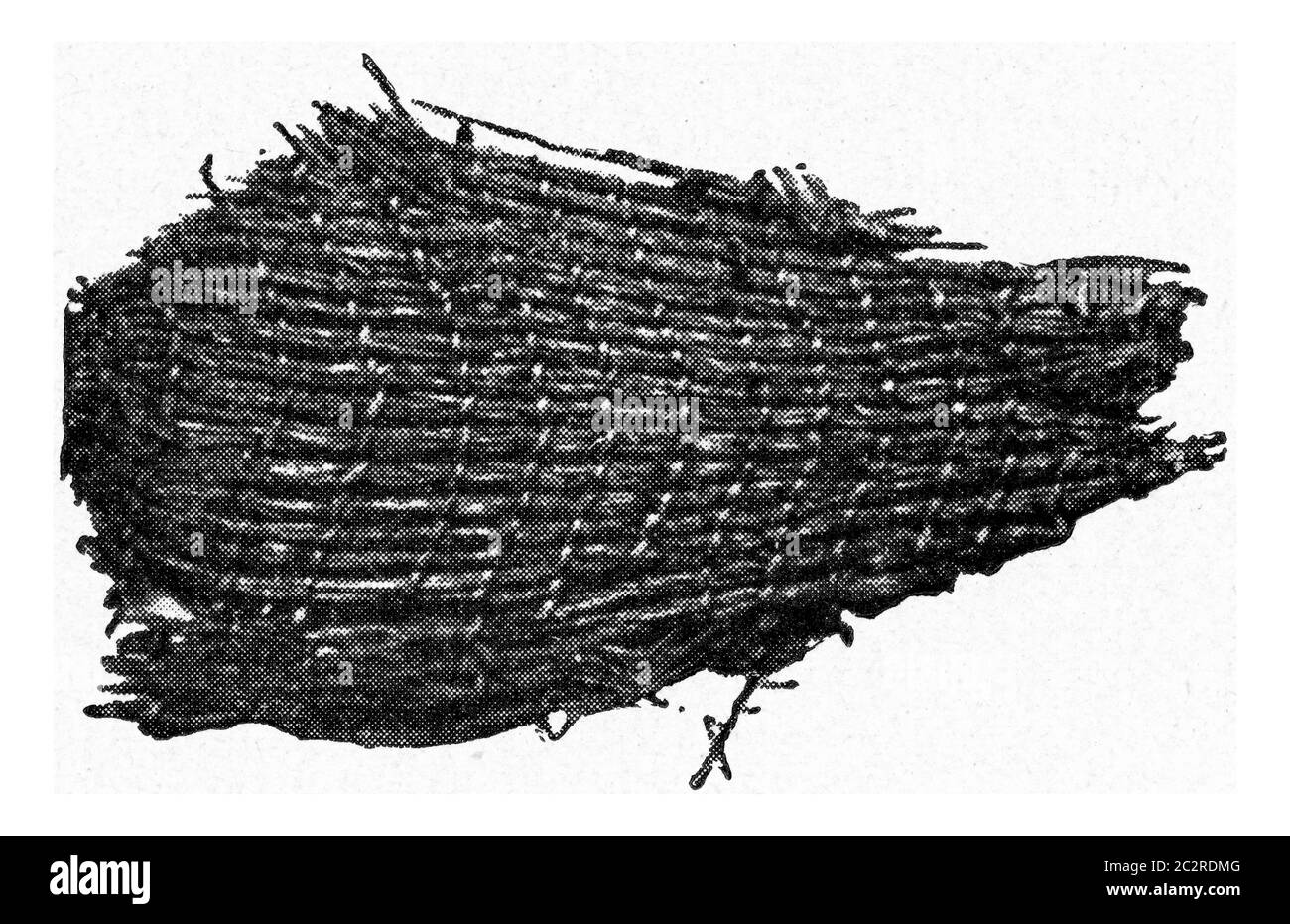 Gewebtes Gras gespalten aus einer steinigen Konstruktion auf Stelzen, Vintage gravierte Illustration. Aus dem Universum und der Menschheit, 1910. Stockfoto