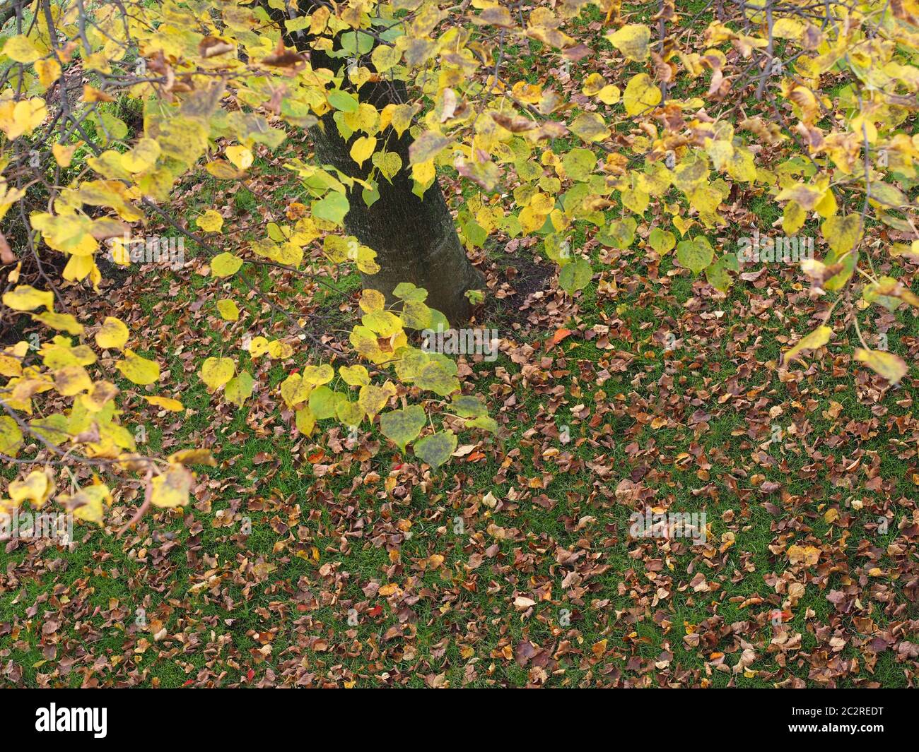 Herbst, Herbstblätter, Baum Stockfoto