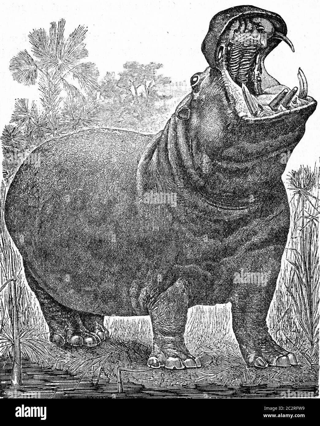 Der Hippopotamus, Vintage gravierte Illustration. Von Deutch Vogel Zoologie. Stockfoto