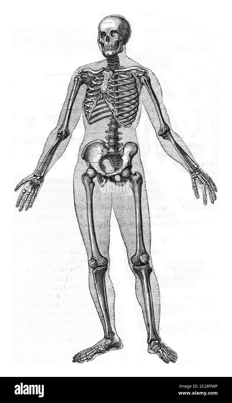 Menschliches Skelett, Vintage gravierte Illustration. Zoologie Elemente von Paul Gervais. Stockfoto