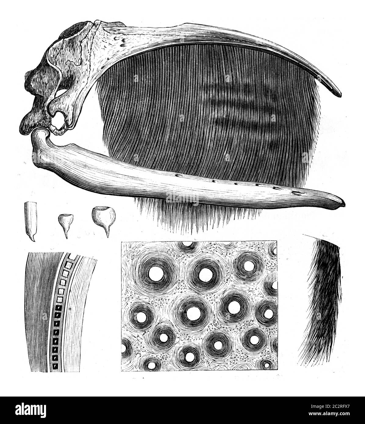 Schädel- und Baleen-Wale, Illustration mit Weinlese. Zoologie Elemente von Paul Gervais. Stockfoto