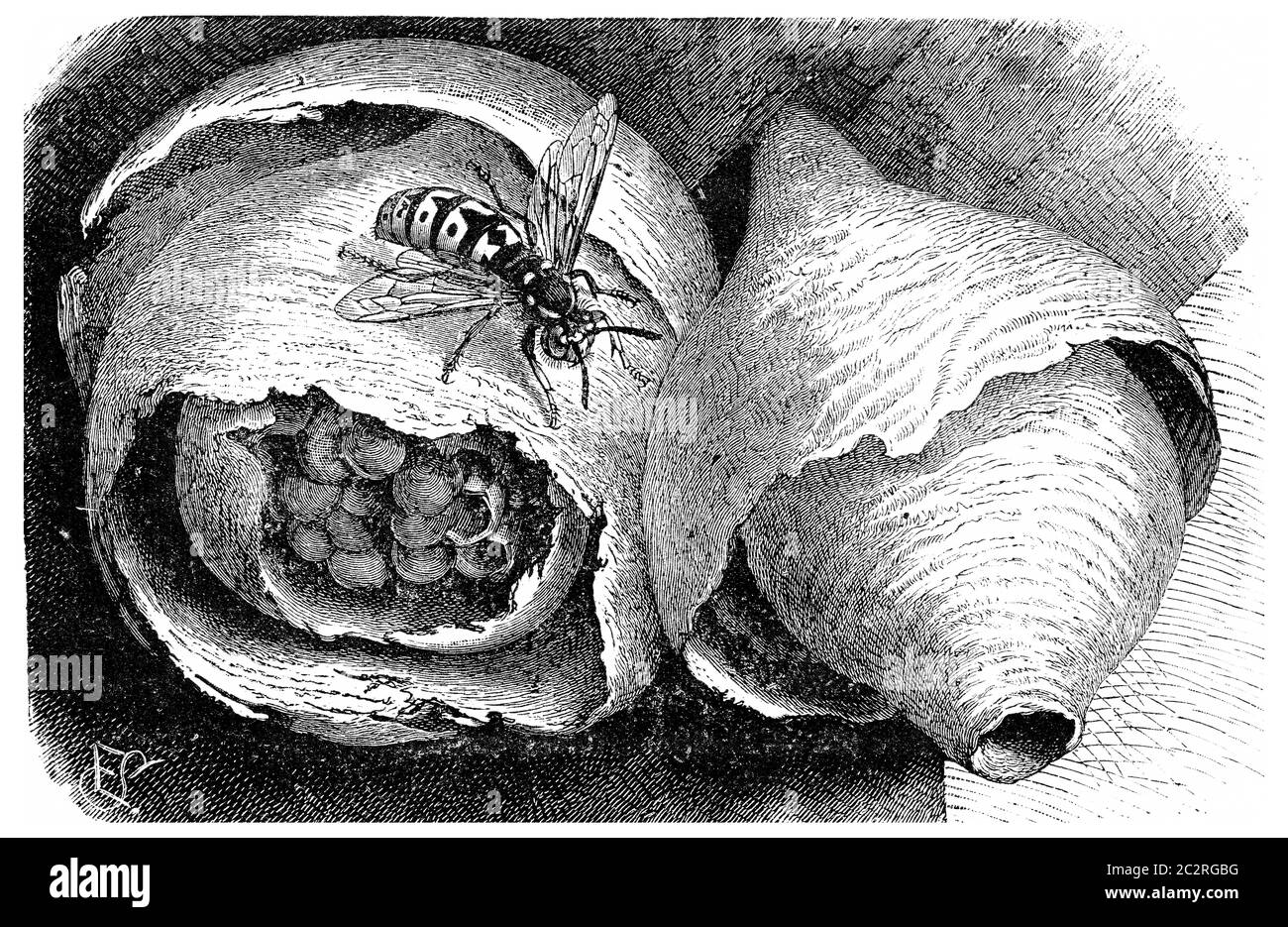 Wespe (Papierwespe) und ihr Nest, Vintage gravierte Illustration. La Vie dans la nature, 1890. Stockfoto