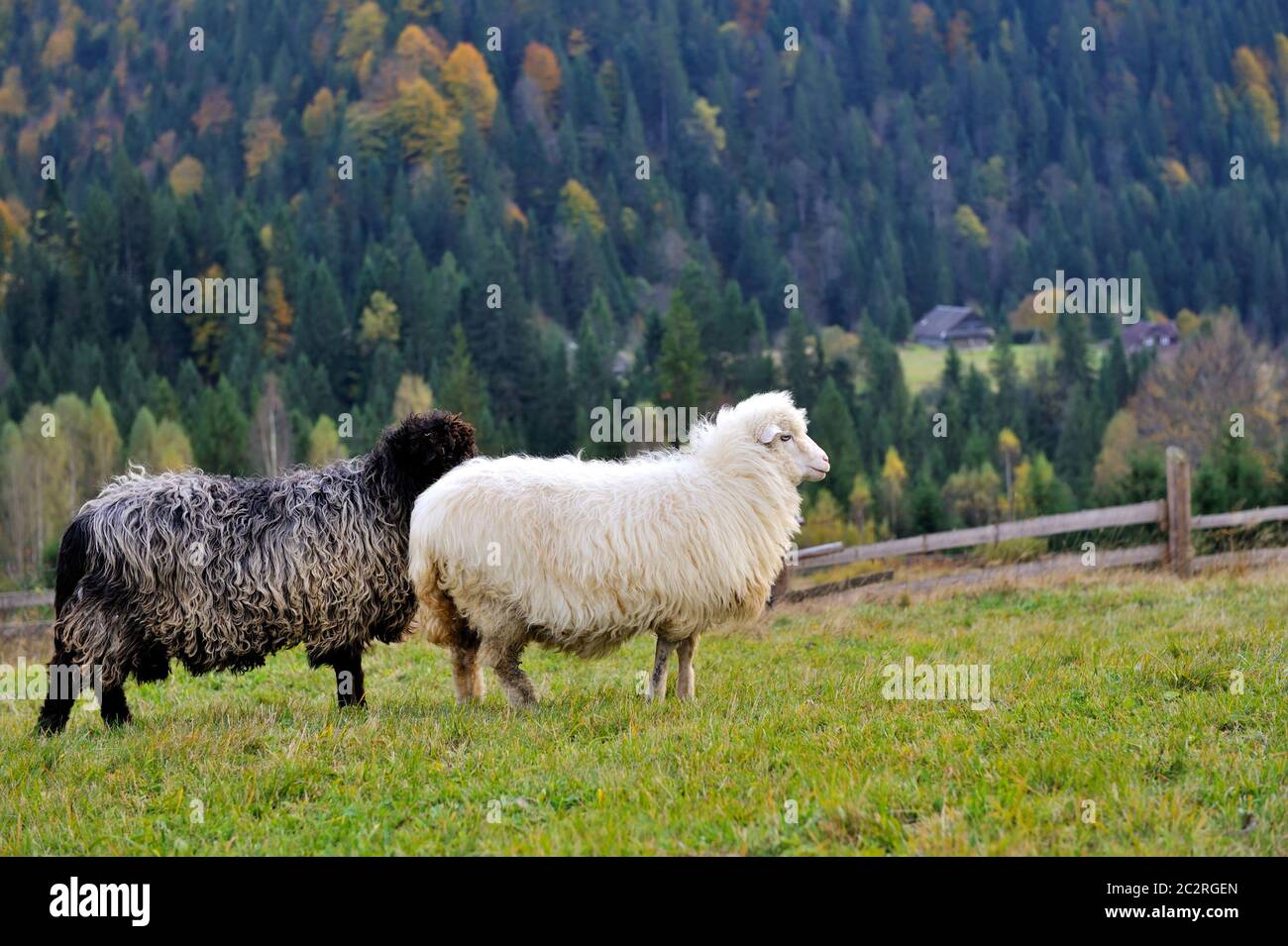 Schafe auf einer Weide vor dem Hintergrund der Herbstberge Stockfoto